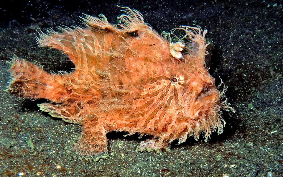 Striated Frogfish